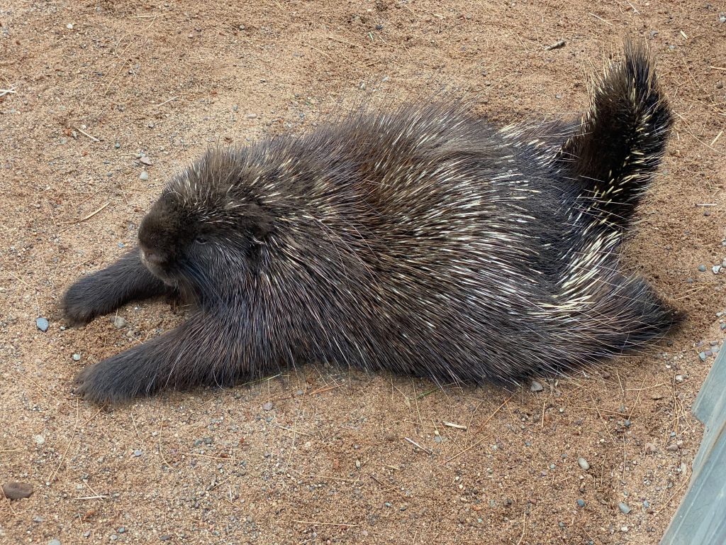 A porcupine laying down and stretching it’s arms