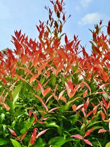 View larger photo: A close view of Syzygium Campanulatum plants new/tender leafs. It is commonly known as Christina Tree. From Kozhikode, Kerala.