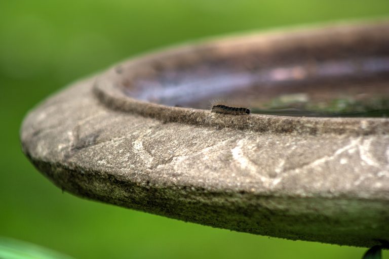 A small Gypsy Moth Caterpillar walks the perimeter of a bird bath on a warm summer day.