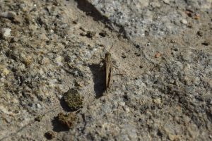 A cricket standing on the rusty ground 