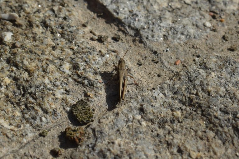 A cricket standing on the rusty ground