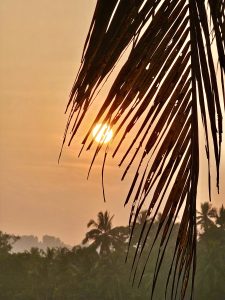 Sunrise view through a coconut leaf. From Perumanna, Kozhikode, Kerala.