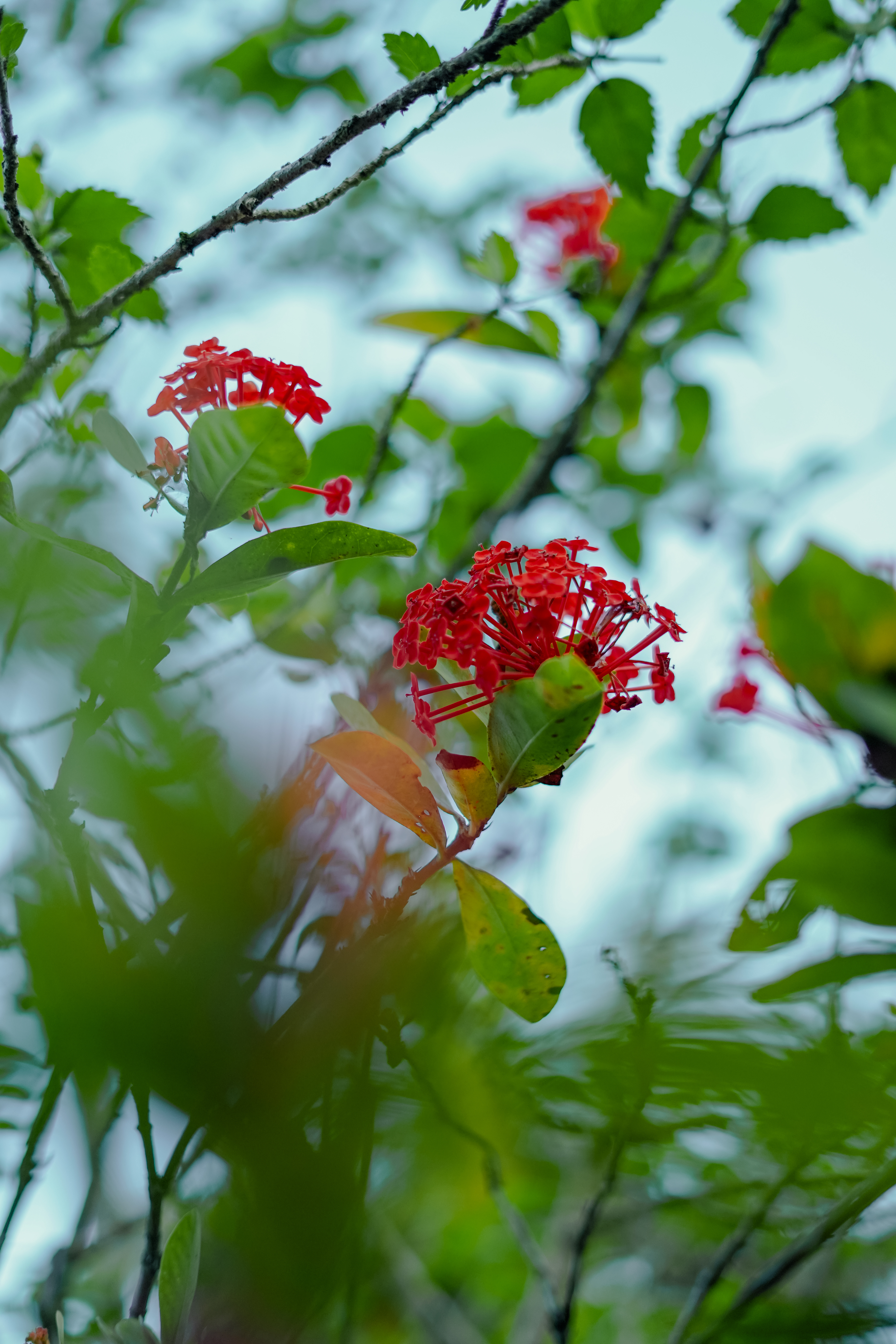 Ixora coccinea (Wild and Cultivated)