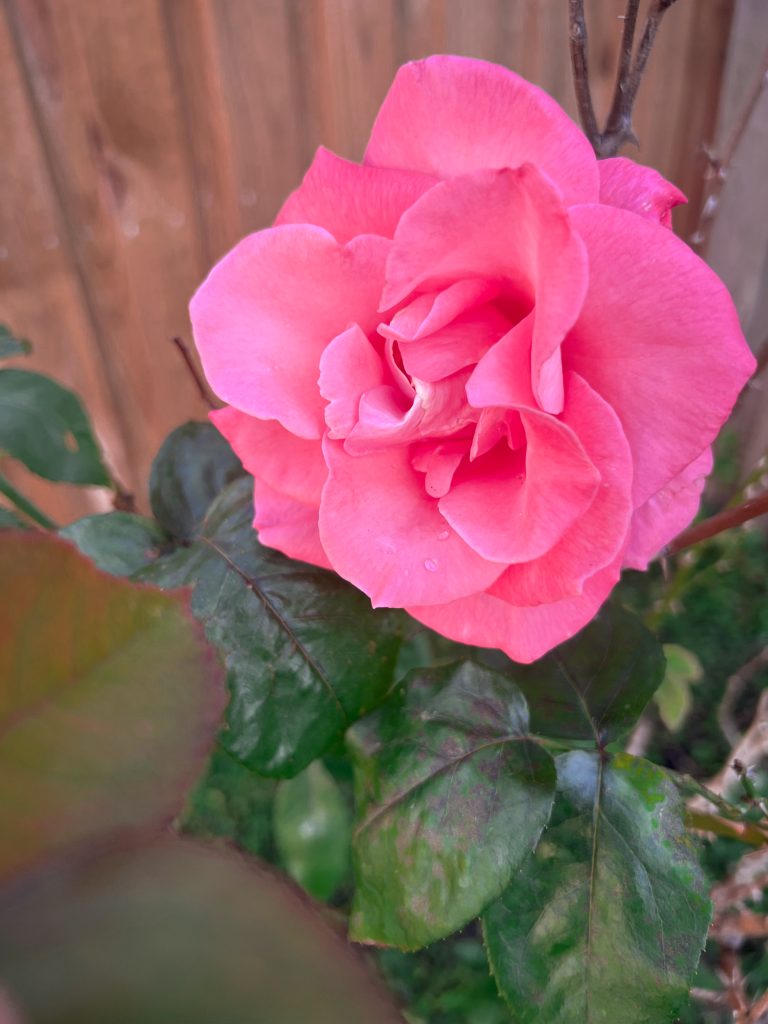 A single large, deep pink rose growing on a rose bush near a wooden fence