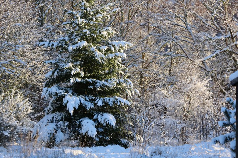 Snow covered trees Strathgarve Scotland