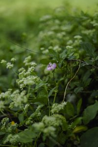 Violet flower