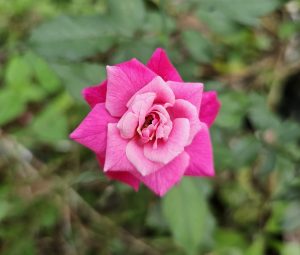 Closeup shot of a rose flower with green foliage.