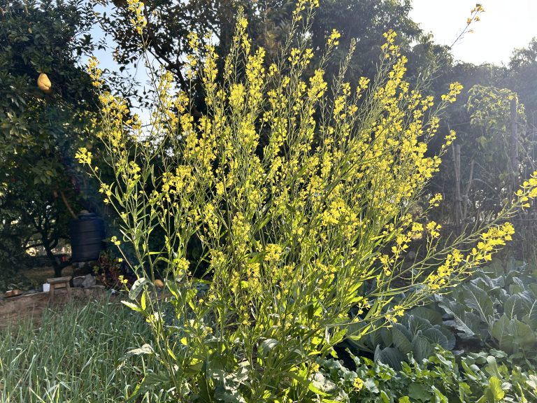 Golden blooms, nature’s vibrant mustard canvas!