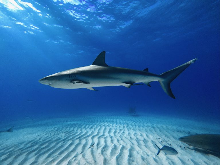 The image showcases a full view of a caribbean reef shark (carcharhinus perezi) in the crystalline waters of tiger beach, bahamas. The photograph offers a broad perspective of the shark’s anatomy and movement.