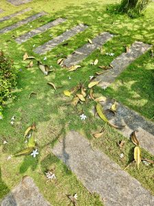 Fallen leaves &flowers, and shadows of plumeria alba plant. From Thasarak, Palakkad, Kerala.