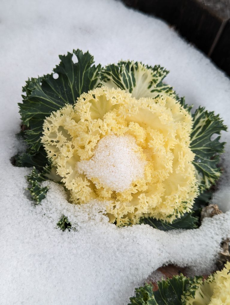 A green and white kale growing in snow, with snow on top.