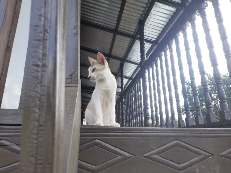 A white cat sits on a wooden balcony porch