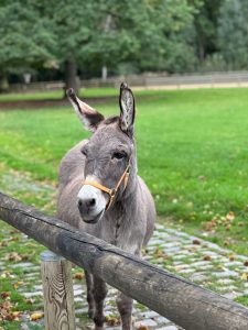 A gray donkey in the 100-year-old animal park in Lindenthal, Cologne.