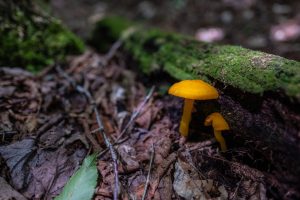 Some bright orange mushrooms grow beneath a fallen log in the White Mountains of New Hampshire
