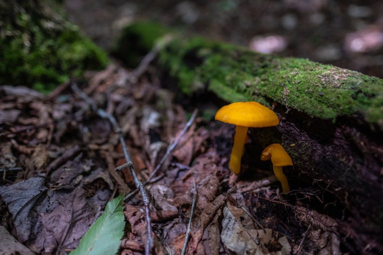 Some bright orange mushrooms grow beneath a fallen log in the White Mountains of New Hampshire