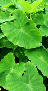 Taro Leaves are green and nutritious similar to spinach, commonly grown in subtropical and tropical regions.