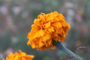 Marigold Flower