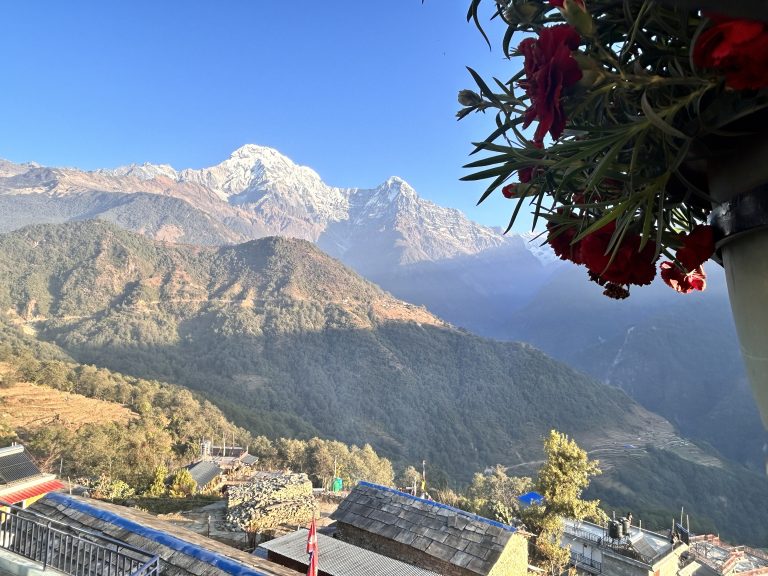 Snowy Annapurna range and a close-up of vibrant red flowers in view