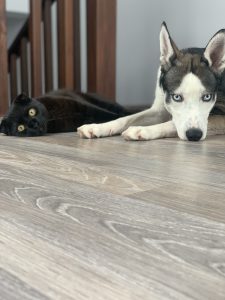 Lazy cat and dog lying down.
