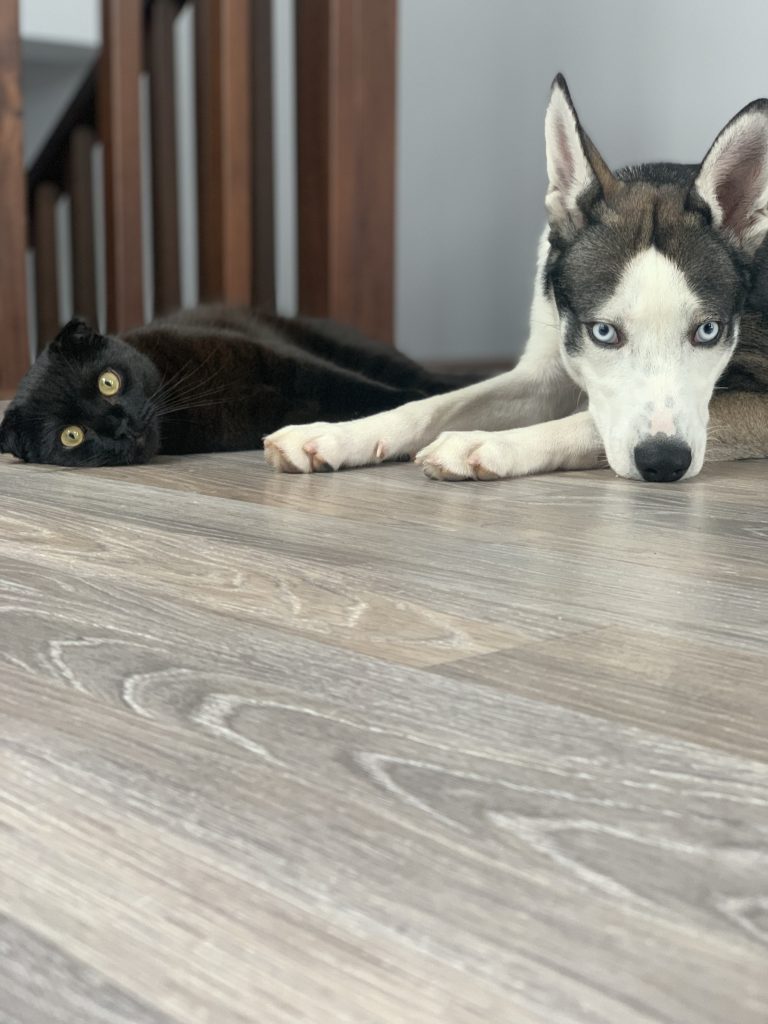 Lazy cat and dog lying down.