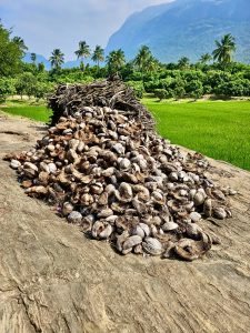 View larger photo: Dried coconut leaves and husks. It will used as firewood for cooking. From kollengode, palakkad, kerala.