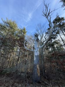 A dead tree with two branches reaching out like arms, half its bark stripped, and a blue sky with wispy white clouds visible. A "this is a public water supply" notice posted on the tree.