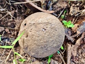 A coconut shell. From our neighbourhood, Perumanna, Kozhikode, Kerala.