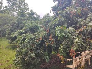 View larger photo: Ripe lychee hanging on the tree in a garden located in Gazipur, Bangladesh