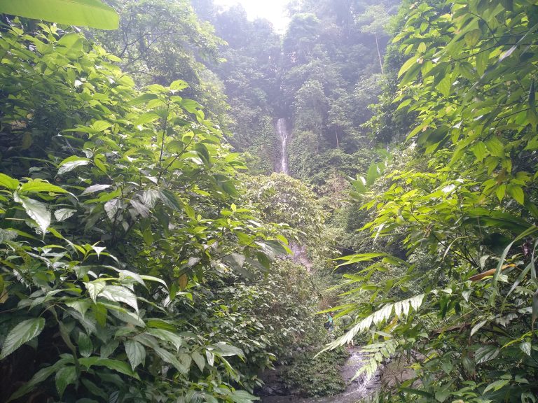 A picturesque jungle waterfall with abundant greenery and vegetation.