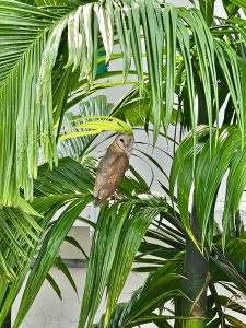 The barn owl(Tyto alba). From Kozhikode, Kerala. 