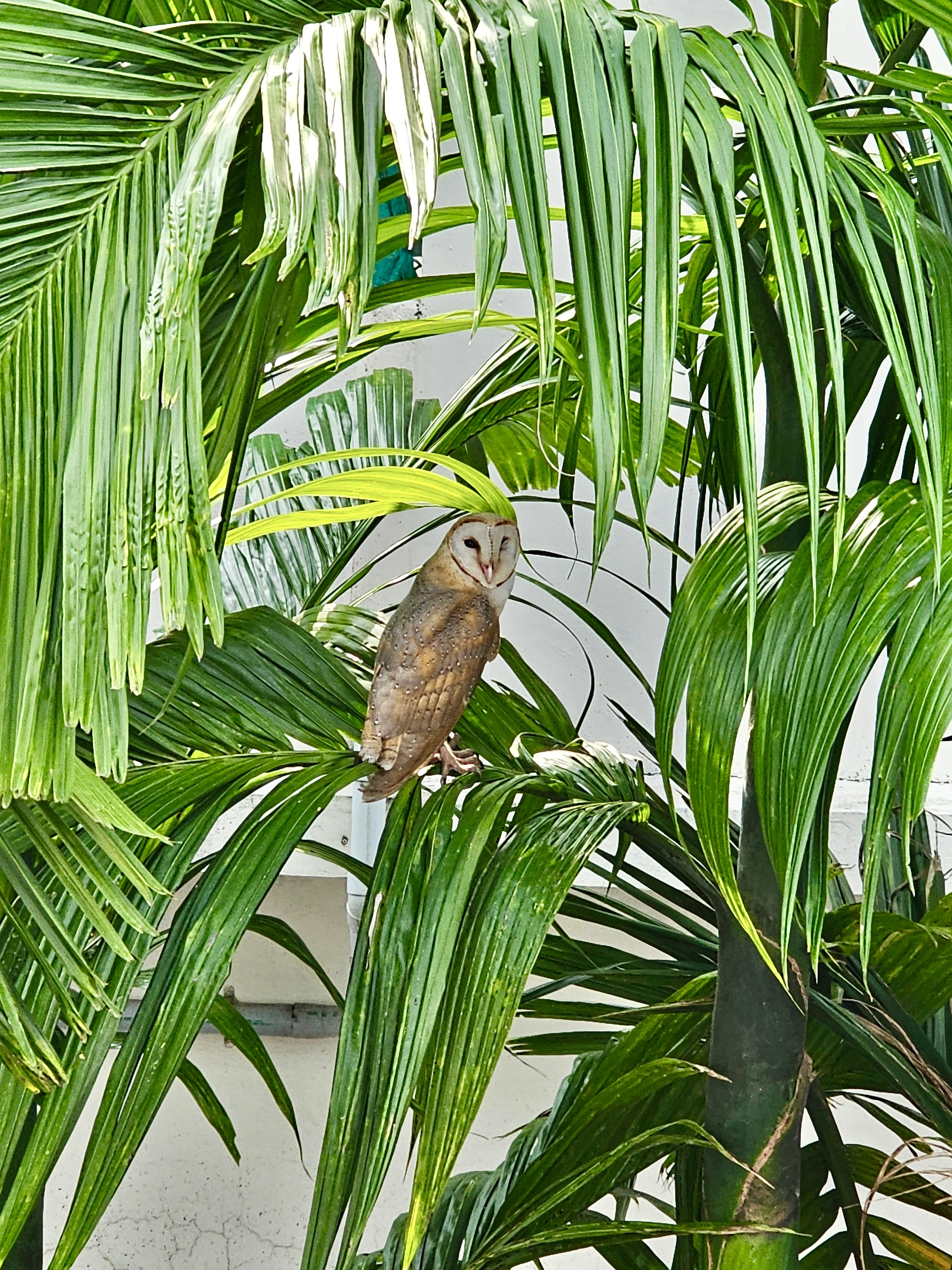 The barn owl(Tyto alba). From Kozhikode, Kerala.