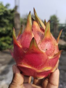 Portrait shot of a dragon fruit