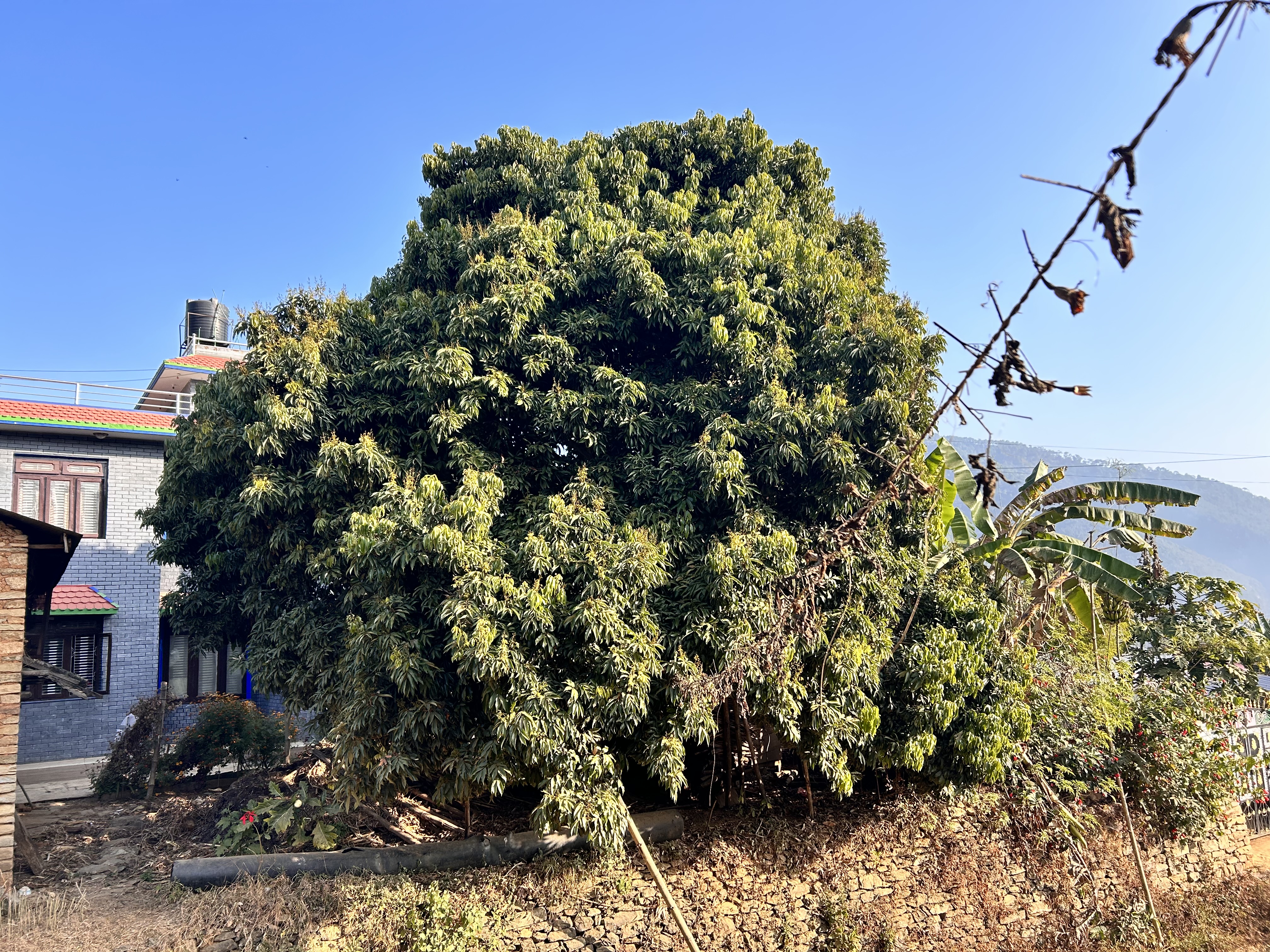 A big Lychee Tree!
