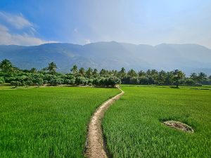 A long view of paddy fields, coconut trees, mango trees and Nelliampathi hills. From Kollengode, Palakkad, Kerala.