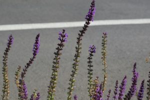 A bulk of the purple green flowers