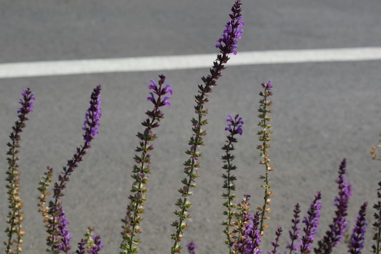 A bulk of the purple green flowers