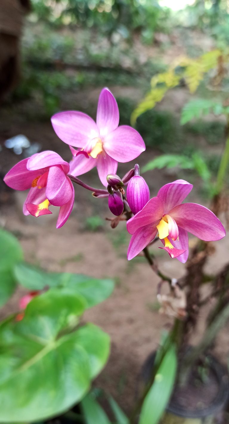 Purple Ground Orchid Flower