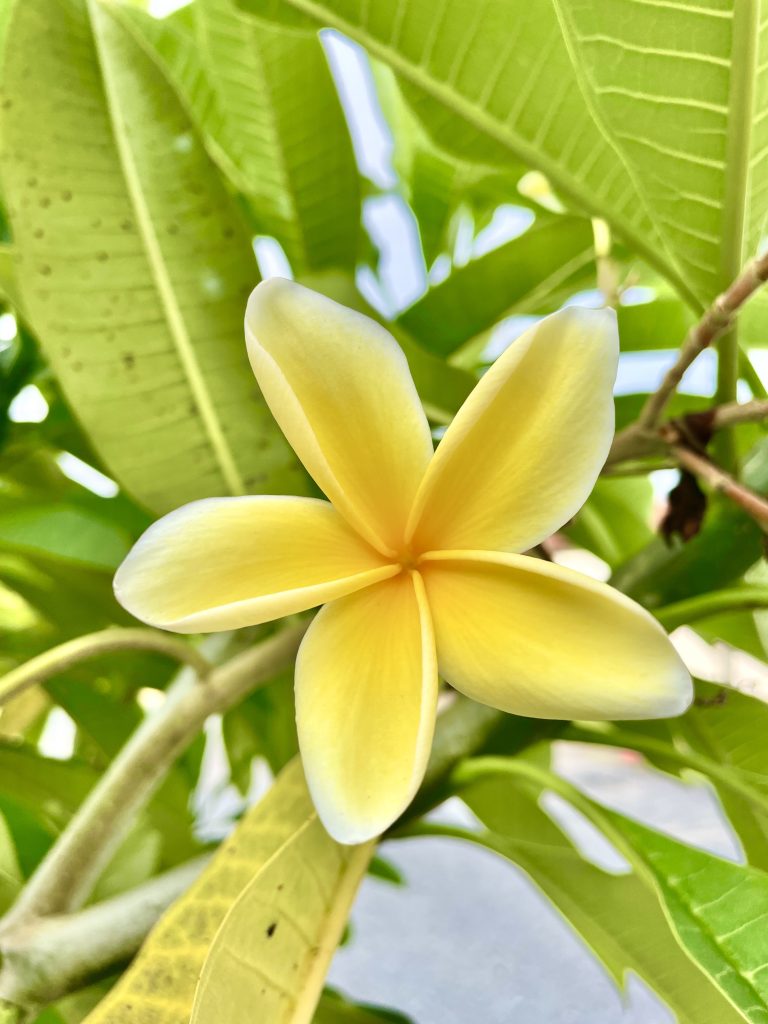 A yellowish plumeria flower. From Kuala Lumpur, Malaysia.