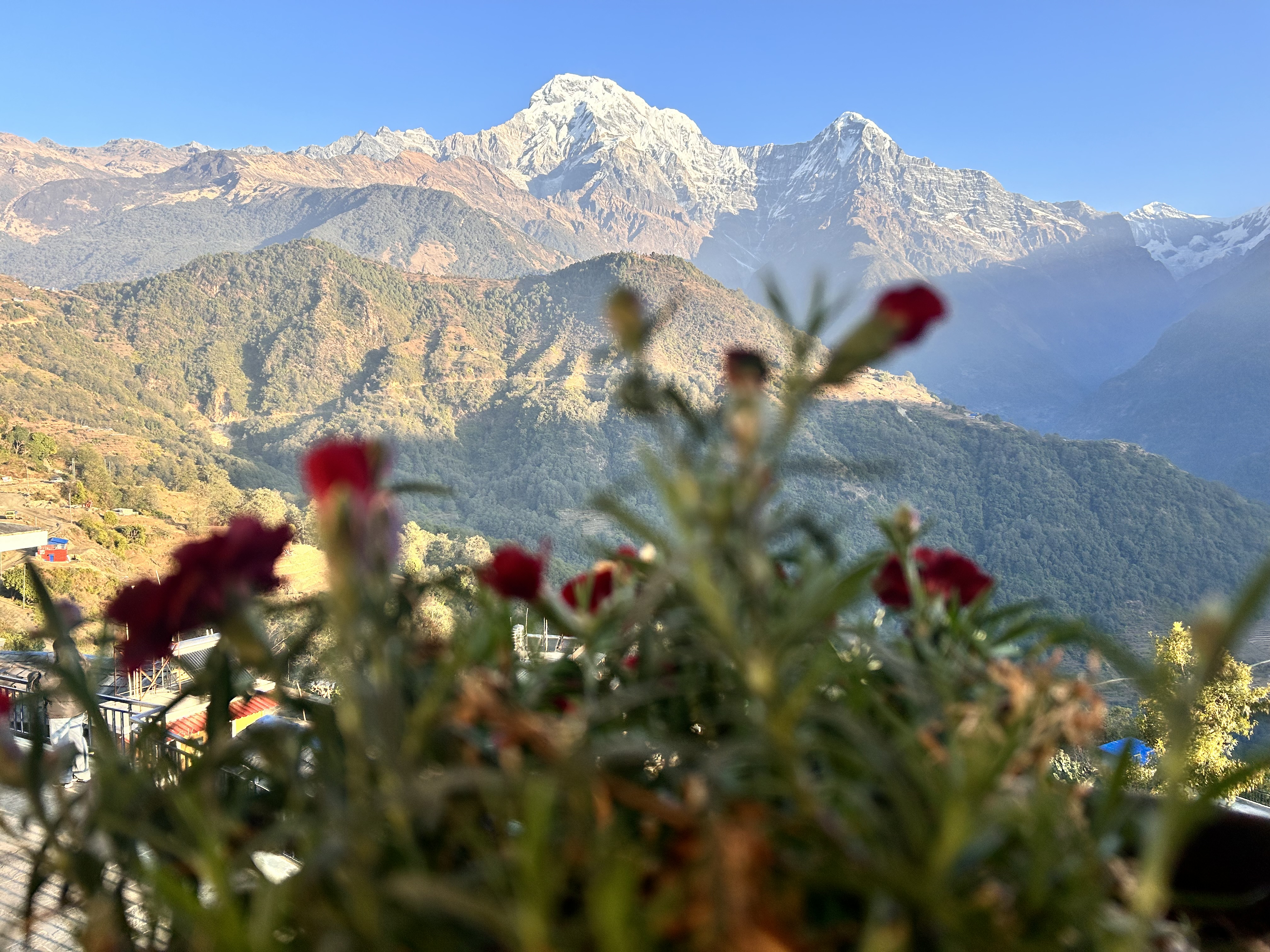 Capturing the majestic Annapurna range with blossoms in foreground!