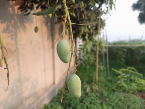 Green mangoes hanging on the tree