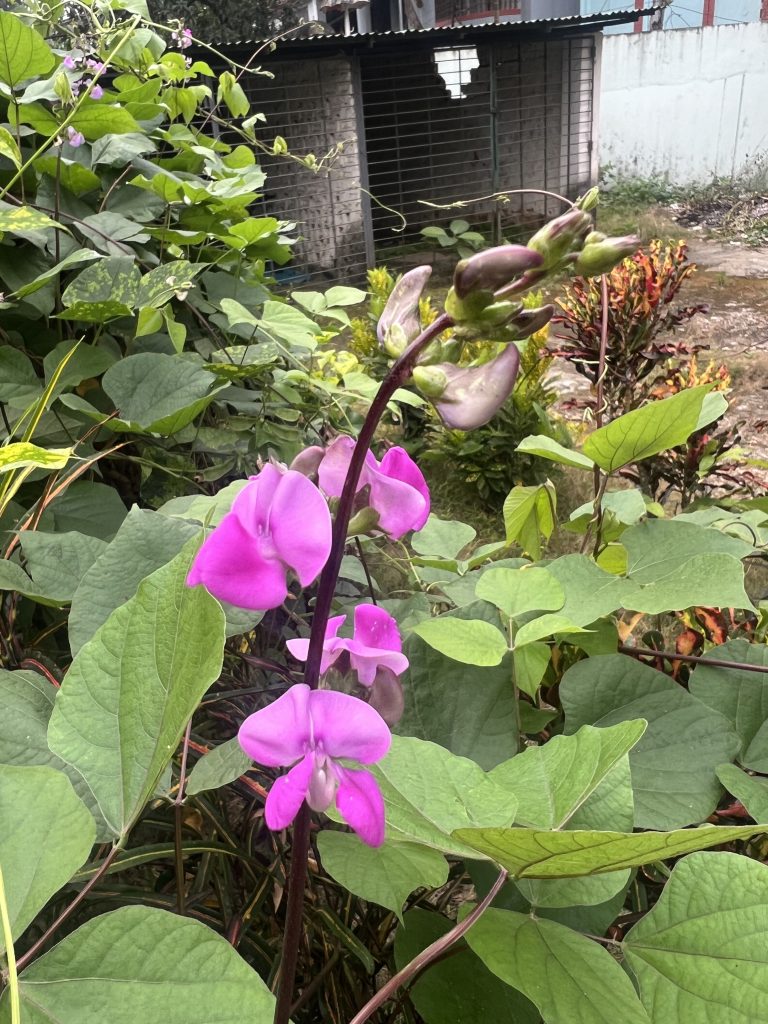 Green leaf with flower.