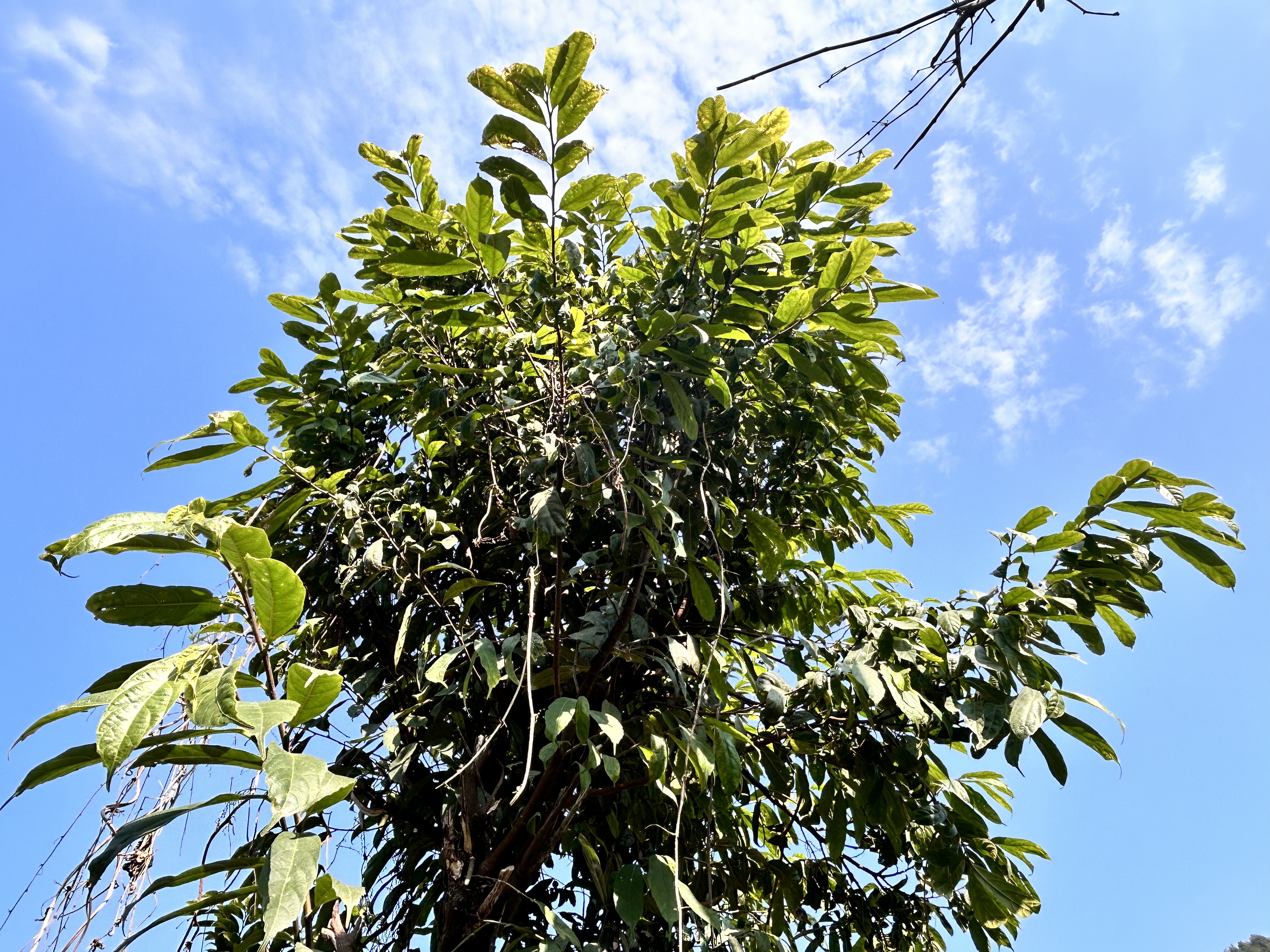 From ground to sky, a majestic perspective of towering trees.