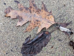 Two decaying brown leaves on concrete 
