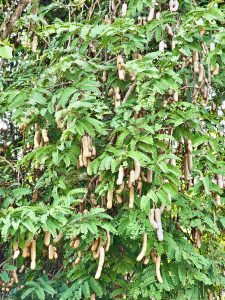 Tender Tamarinds. From Thasarak, Palakkad, Kerala.