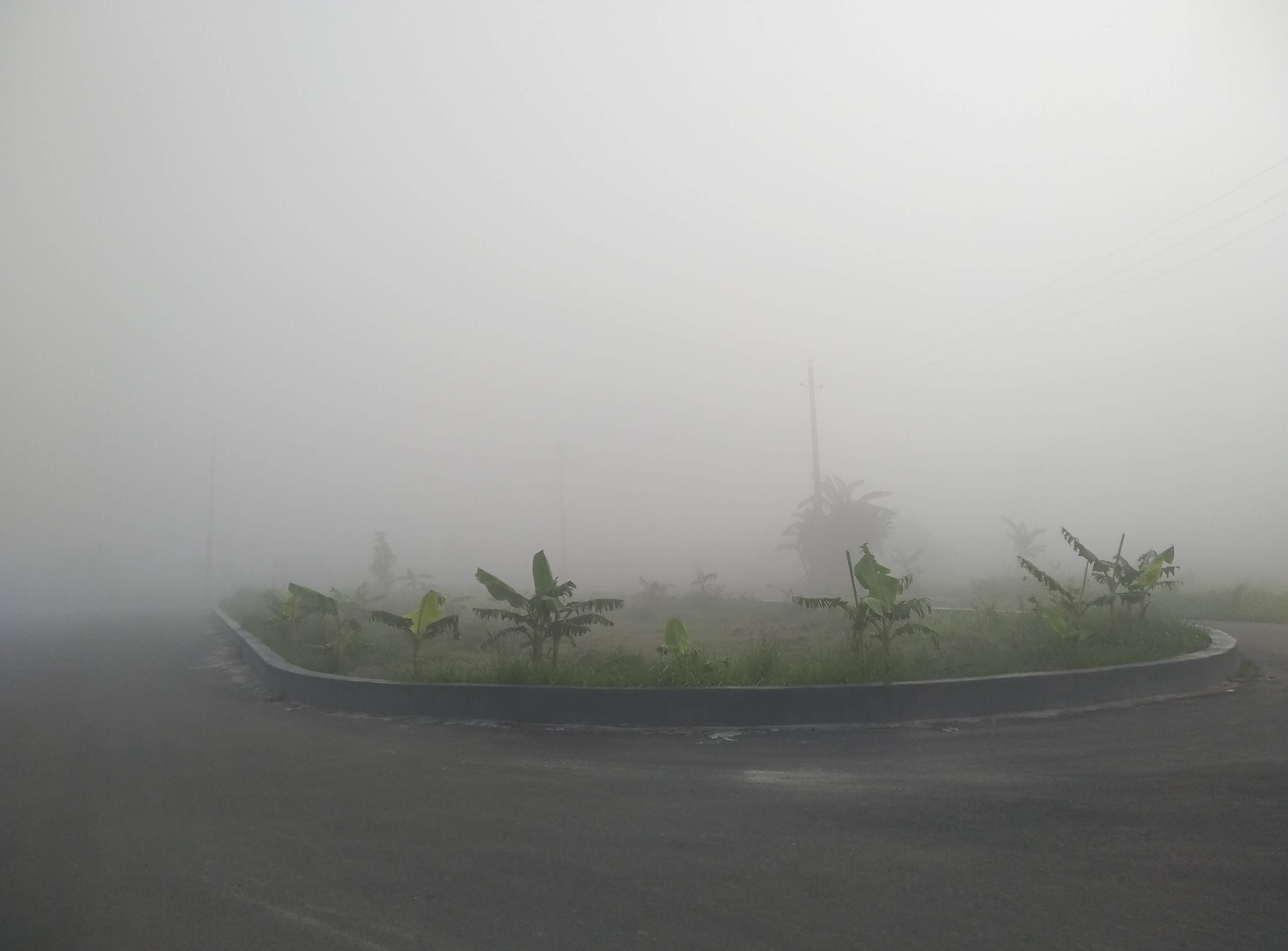 A misty road lined with lush vegetation creates a serene and mysterious atmosphere with fog.