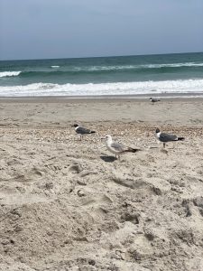 Seagulls in the sand by the Atlantic Ocean in North Carolina
