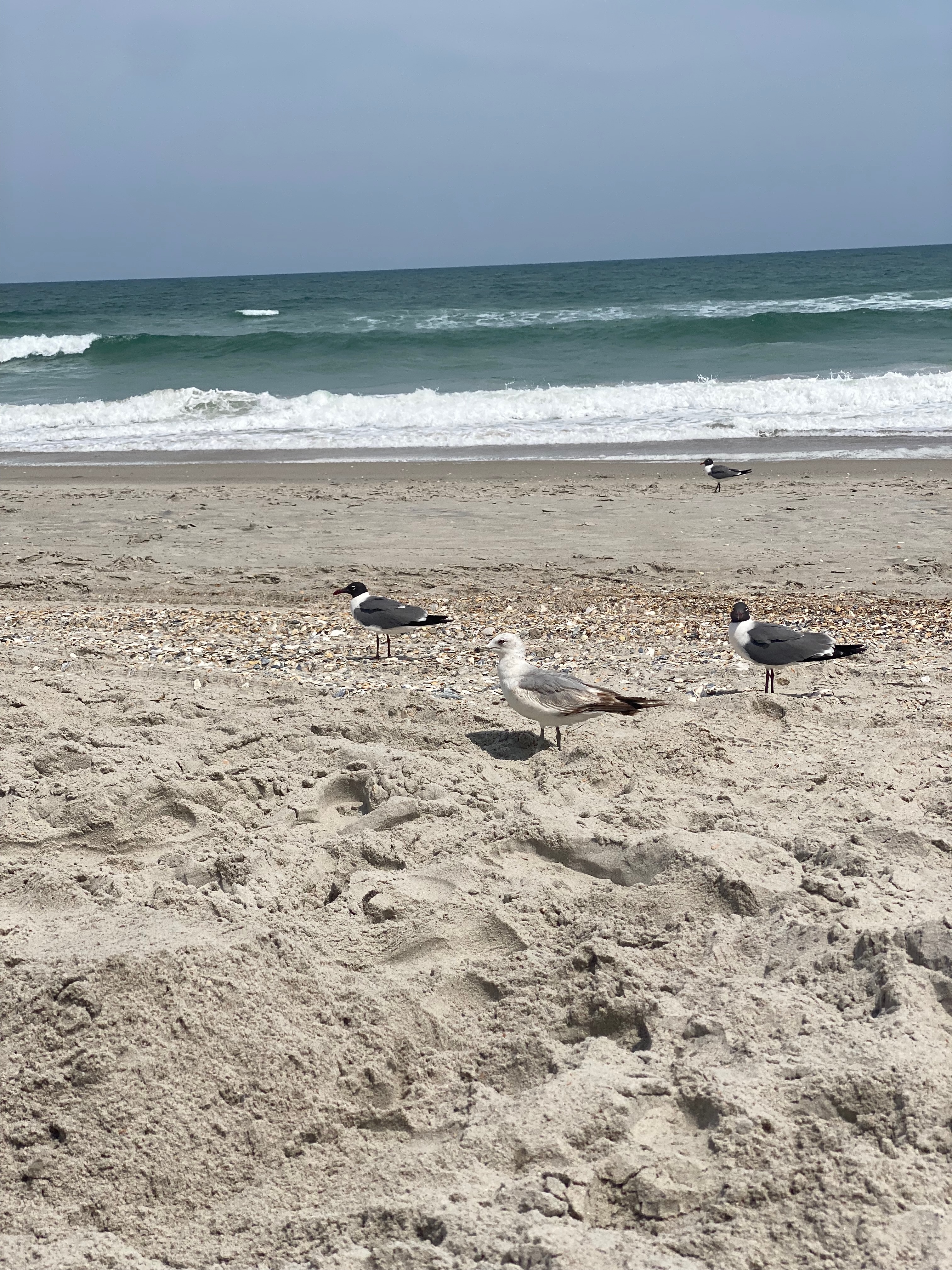 Seagulls in the sand by the Atlantic Ocean in North Carolina