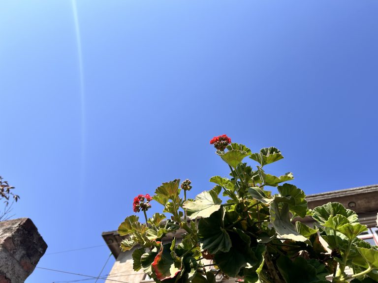 Tiny flowers and green leaves against a blue sky.