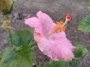 Pretty Pink Hibiscus Flower

