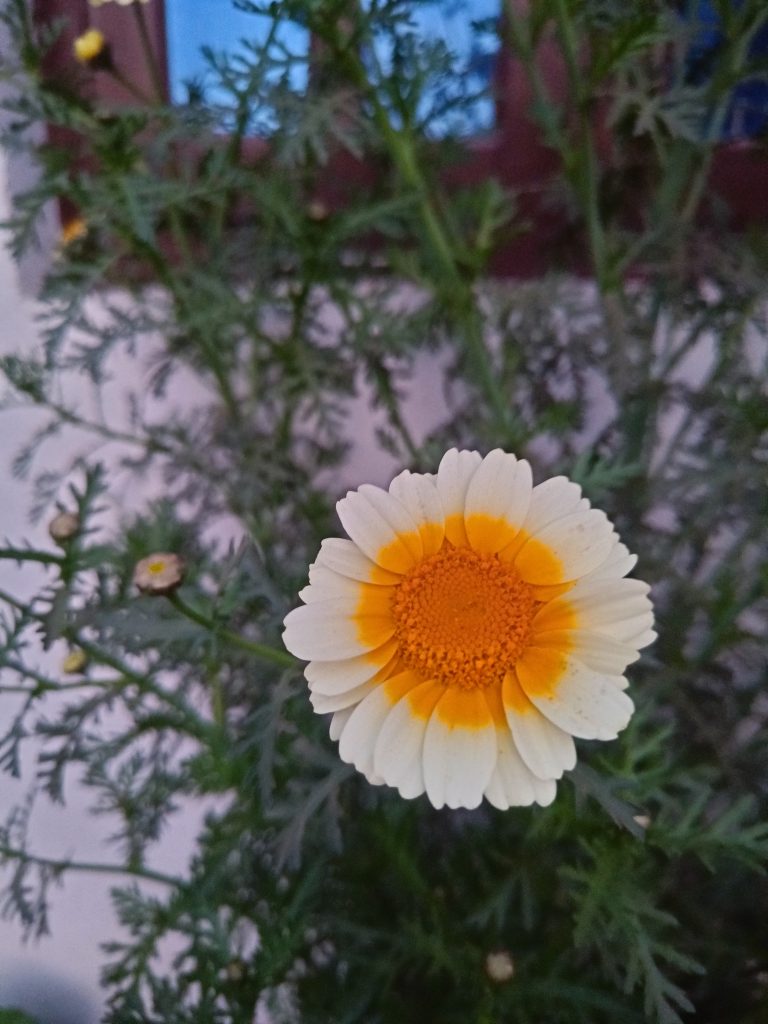 Flower seen in the street.